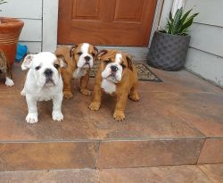 Beautiful AKC English Bulldog Puppies