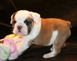 ADORABLE AND LOVELY ENGLISH BULLDOG PUPPIES