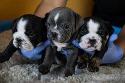 Healthy akc Male/Female English bulldog Puppies available and Ready