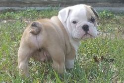 Miniature English Bulldog puppies for sale