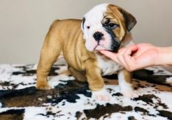 English bulldog puppies available for re-homing