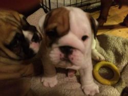Male and Female 12 weeks old English Bulldog puppies FOR SALE