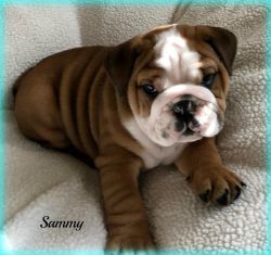 english bulldog puppy~excellent quality akc male~