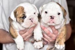 Red And White Brindle Kc Registered Bulldog Pups