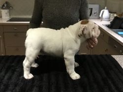 Beautiful Bulldog Puppies Available