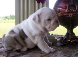 Stunning Bulldog Puppies for sale
