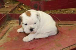 Outstanding Bulldog Puppies Triple Carrier