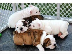 Charming English Bulldog puppies available
