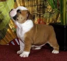 12 Weeks old English Bulldog Puppy $400.00