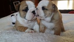 Beautiful English Bulldog Puppies