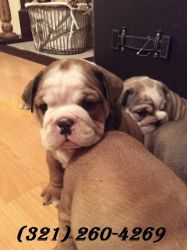 Adorable Bulldog Puppies for Sale*xxx) xxx-xxx9