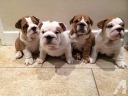 English Bulldog Puppies Available,,(xxx) xxx-xxx9