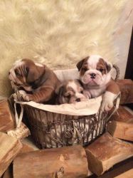 12 weeks old English Bulldog puppies available.sms(xxx) xxx-xxx9