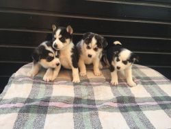 New liter m/f awesome Siberian husky puppies for sale cheap