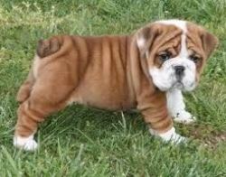 Amazing English Bulldog Puppy Available $400.00