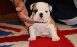Akc Registered English Bulldog Puppies For Re-Homing
