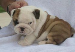 Well trained English bulldog puppies for your companion