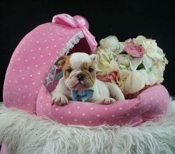 Sweet Beautiful Puppies for Sale/// English Bulldogs