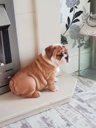 Adorable and Cute English bulldog puppies for rehorming