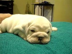 Pure white female english bulldog pup for a new home and lovely family