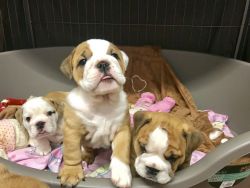 5 Beautiful Puppies For Sale.