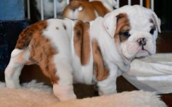 Beautiful English bulldog from our bunk of 6