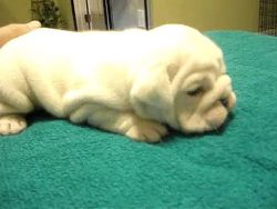 Athena Pure white female english bulldog pup for a new home and lovely