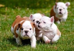 Two Cute English Bulldog Pups for a Lovely Hom