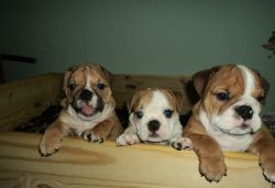 We have English bulldog puppies available now