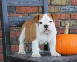 Magnificent Akc English Bulldog Puppies For Re-Homing