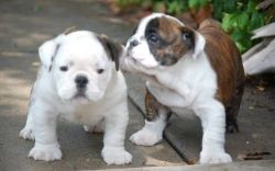 cute english bulldog puppies