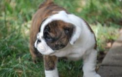 cute lovely english bulldog puppies for sale