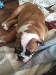 cute bulldog puppies are available
