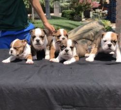 cute litters of english bulldog puppies are still available