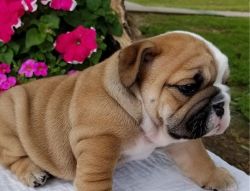 English bulldog Puppies for sale