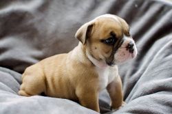 ***purebred Kc Reg Bulldog Male Puppy***