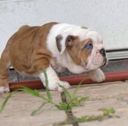 Beautiful British Bulldog Puppies For Sale