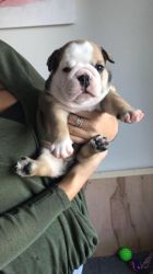 Kennel Club English Bulldog Pups For Sale