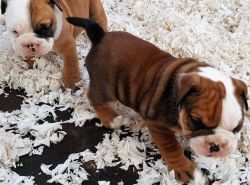 Gorgeous English Bulldogs Still Searching For A New Family