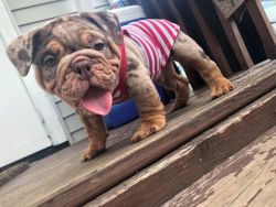Male and female English bulldogs available