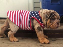 Adorable cute English bulldogs puppies available