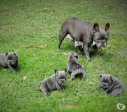 Chunky Blue Kc French Bulldog puppies