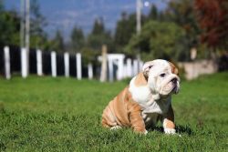 Male and female English Bulldog puppies for sale