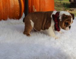 english bulldog pup that carrie chocolate male