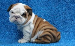 English Bulldog Puppies Available Now