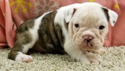 Adorable Healthy Male and Female English bulldog Puppies