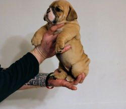 Bad ass English Bulldog puppies for sale