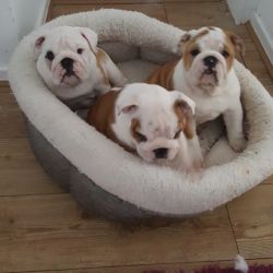 Affortable English Bulldog Puppies for Happy Homes