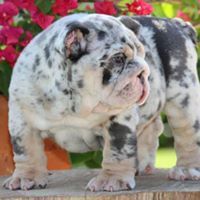 Adorable English Bulldog For Adoption