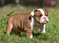 English Bulldog puppies for Re-homing